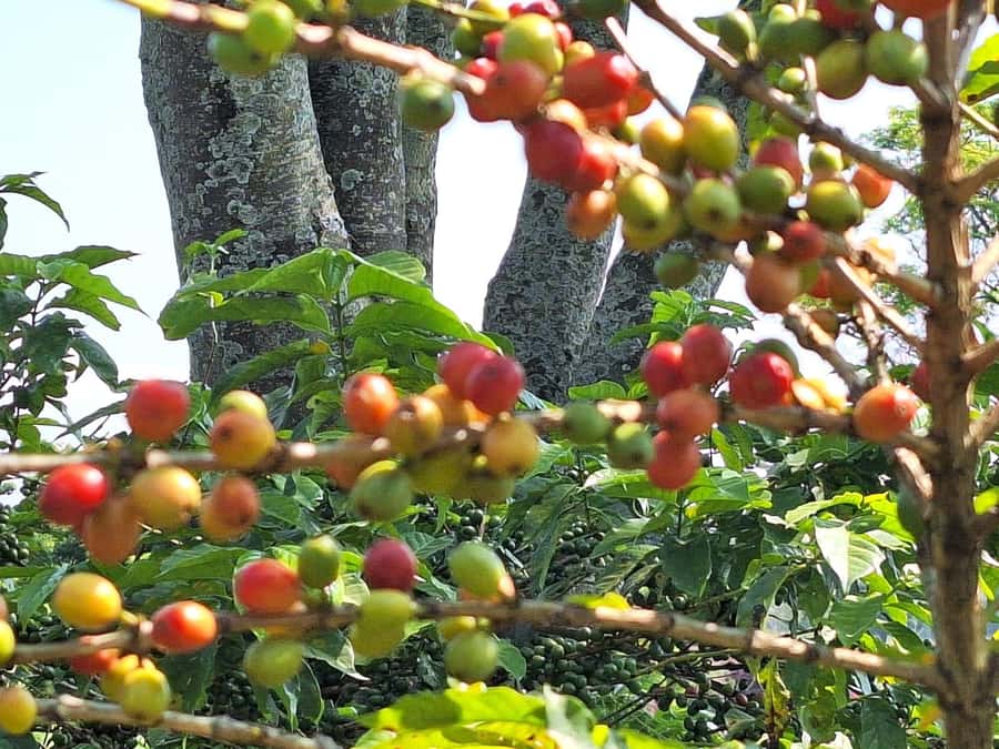 Nairobi: Coffee farm tour with pick up - Walking through Fairview Estate’s coffee fields