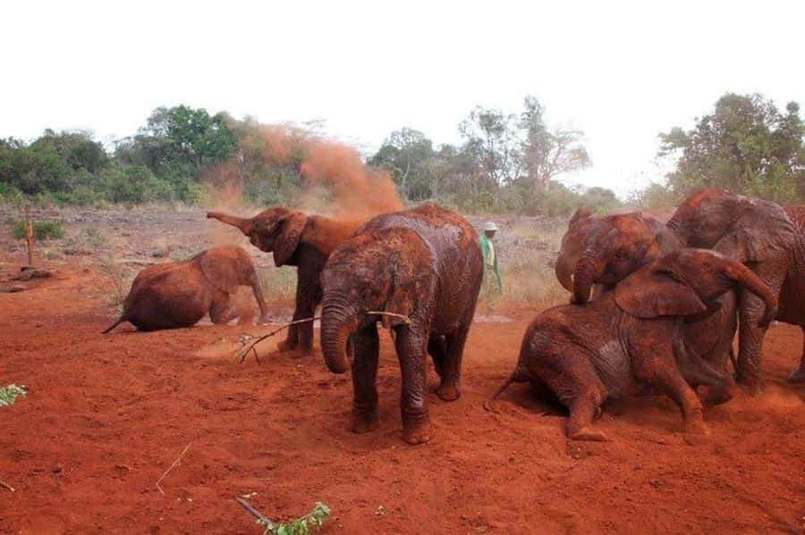 Nairobi: David Sheldrick Elephant Orphanage Visit - Why the one-hour feeding session matters