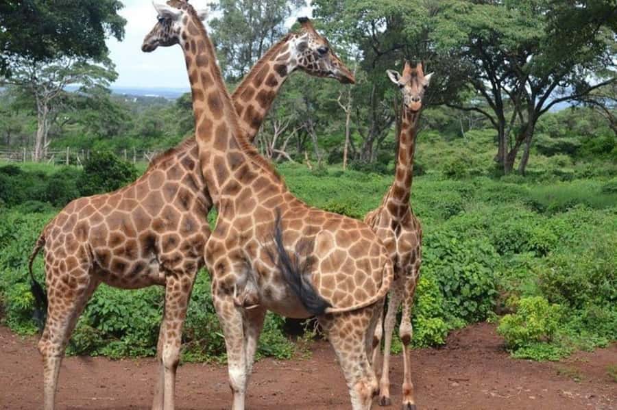 Nairobi: David Sheldrick Elephant Orphanage Visit - The extra fee needs careful checking