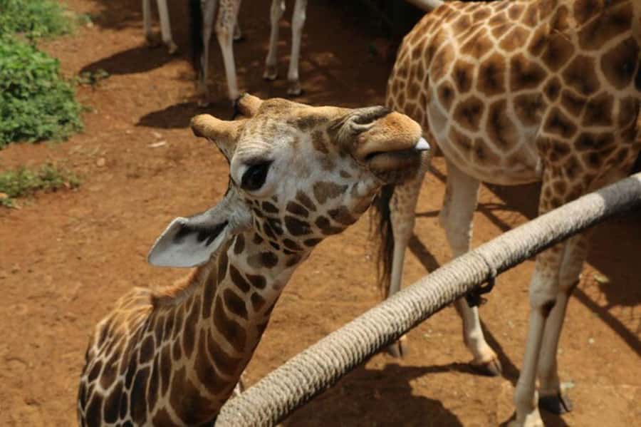 Nairobi: David Sheldrick Elephant Orphanage Visit - Who will get the most from this visit?
