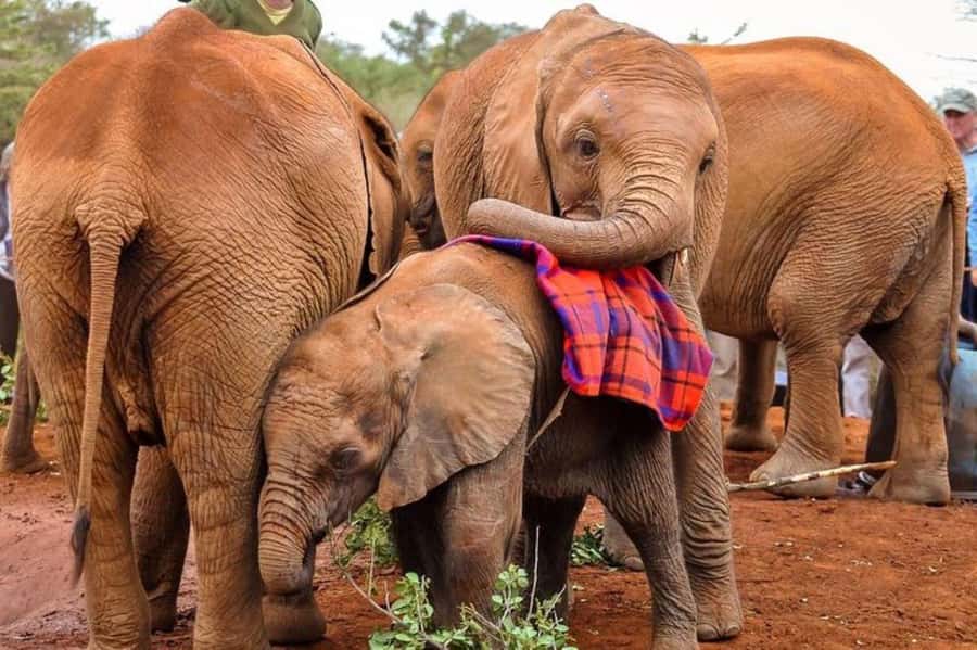 Nairobi: David Sheldrick Elephant Orphanage Visit - Should you book the David Sheldrick visit?