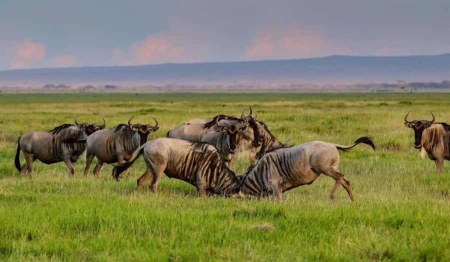 Nairobi: Day Tour to Amboseli National Park & Maasai Village - Key points to know before you go