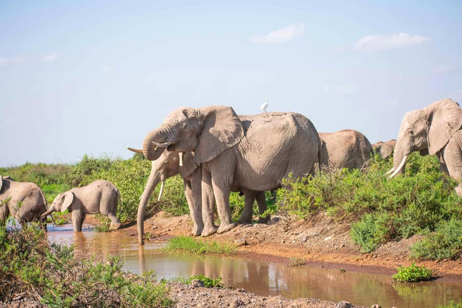 Nairobi: Day Tour to Amboseli National Park & Maasai Village - Why Amboseli works so well as a one-day safari
