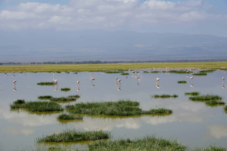 Nairobi: Day Tour to Amboseli National Park & Maasai Village - Five hours among Amboseli’s elephants