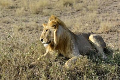 Nairobi: Day Tour to Amboseli National Park & Maasai Village