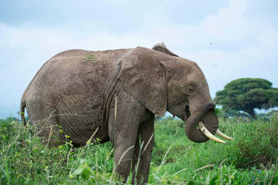 Nairobi: Day Tour to Amboseli National Park & Maasai Village - Lunch is useful, but check the cost and quality