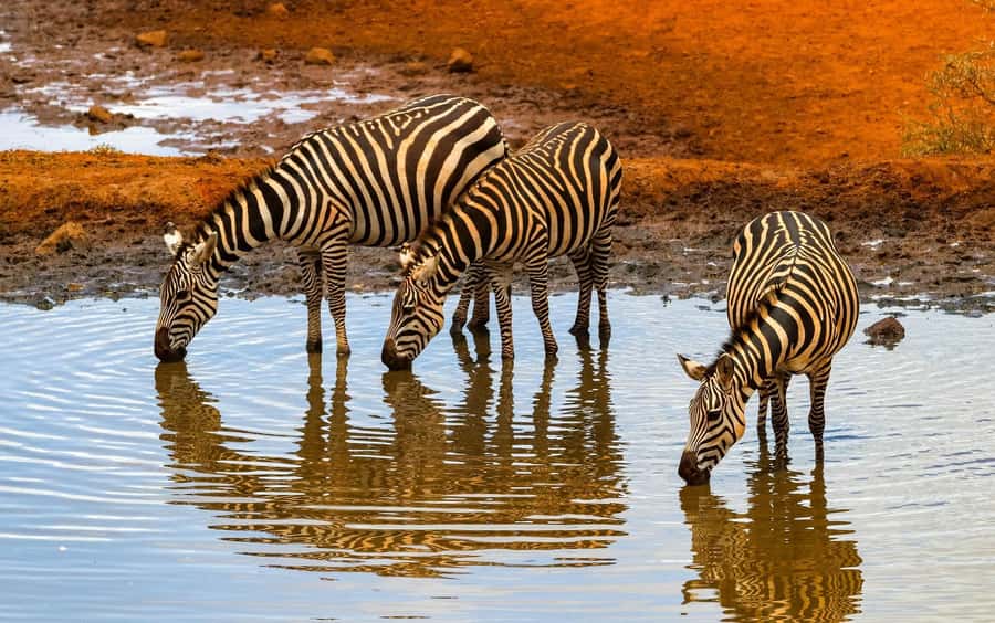 Nairobi: Day Tour to Amboseli National Park & Maasai Village - Guides, vehicles, and the value of the trip