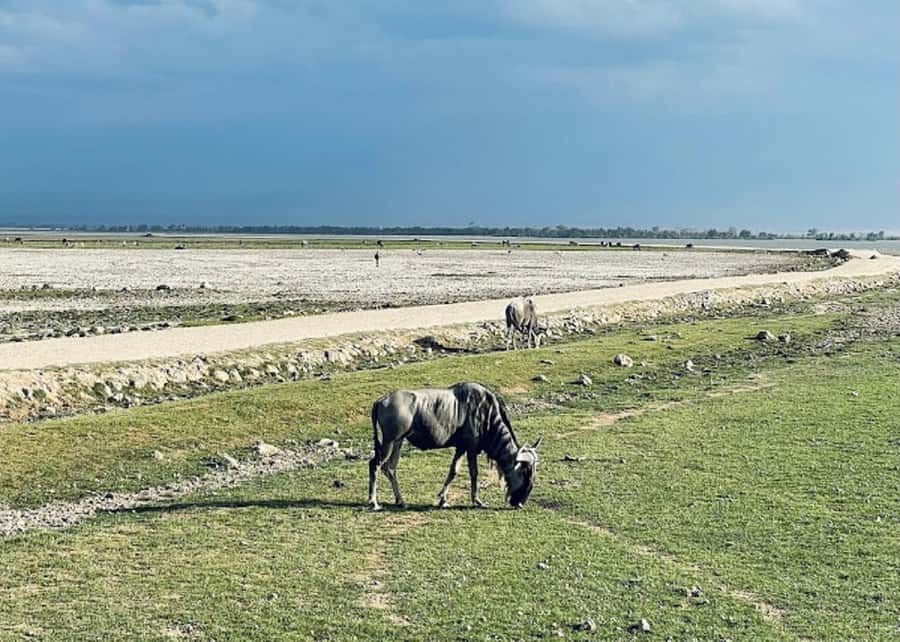 Nairobi: Day Trip to Amboseli National Park - Picnic lunch or lodge meal