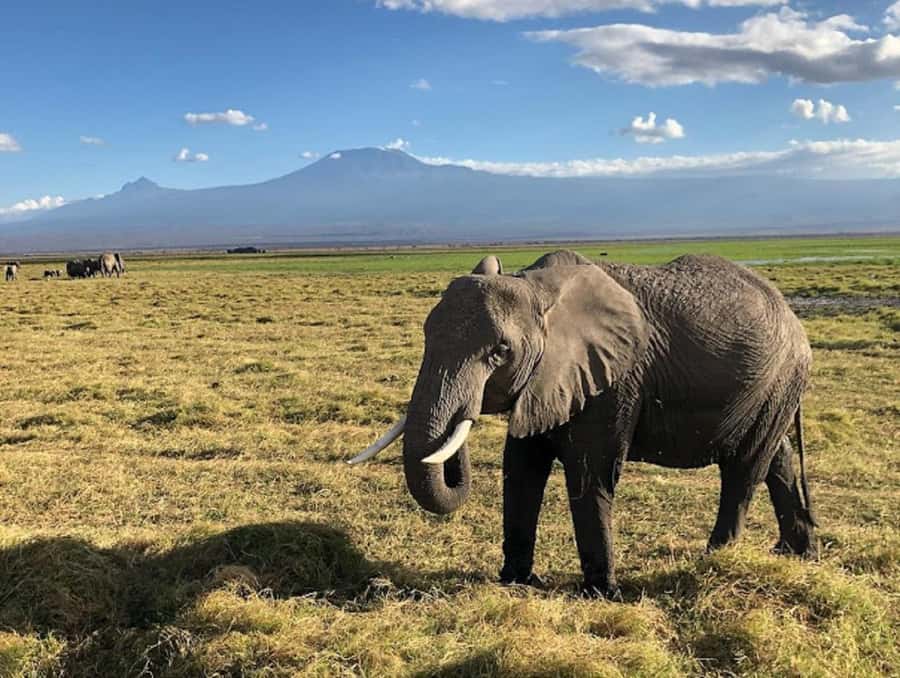 Nairobi: Day Trip to Amboseli National Park - The optional Maasai village visit