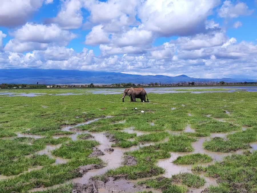 Nairobi: Day Trip to Amboseli National Park - What to pack and how to behave in the park