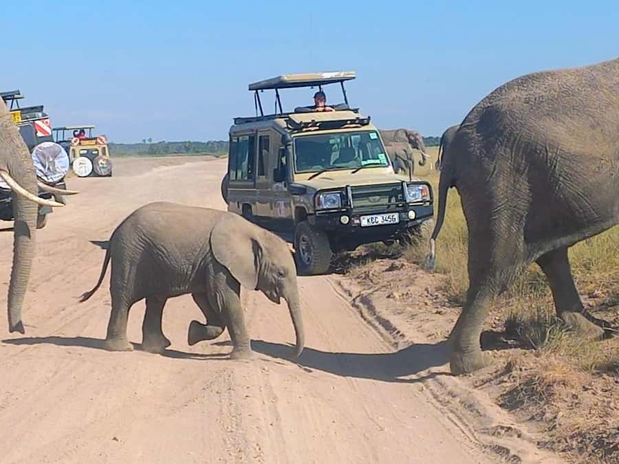 Nairobi:Day trip to Amboseli National park & Maasai village - Key points at a glance