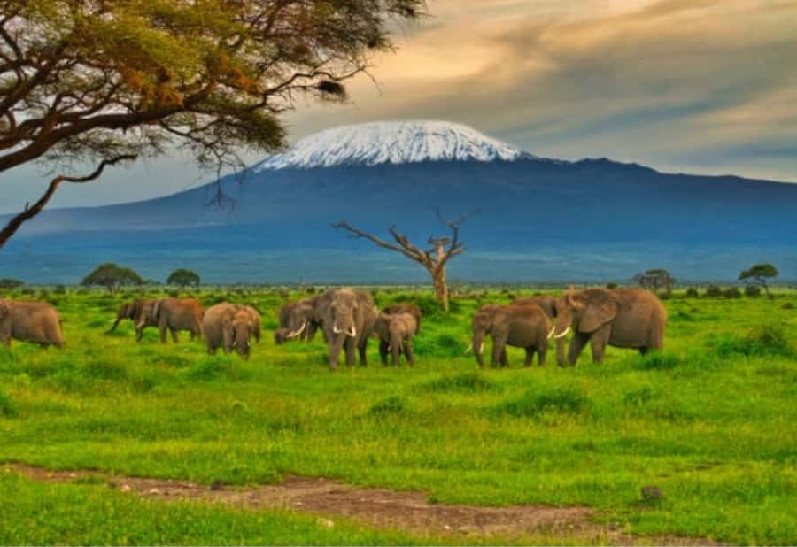 Nairobi:Day trip to Amboseli National park & Maasai village - Why Amboseli makes a strong day trip from Nairobi