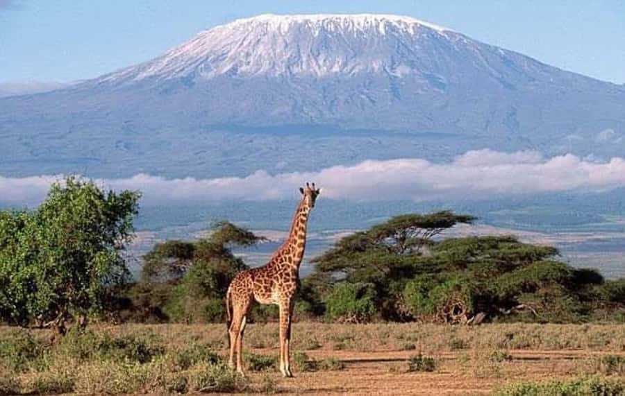 Nairobi:Day trip to Amboseli National park & Maasai village - Entering Amboseli for the first game drive