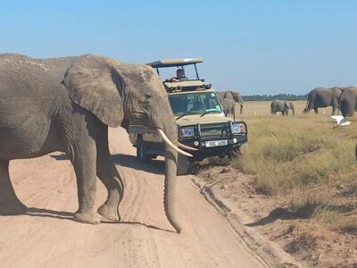 Nairobi:Day trip to Amboseli National park & Maasai village