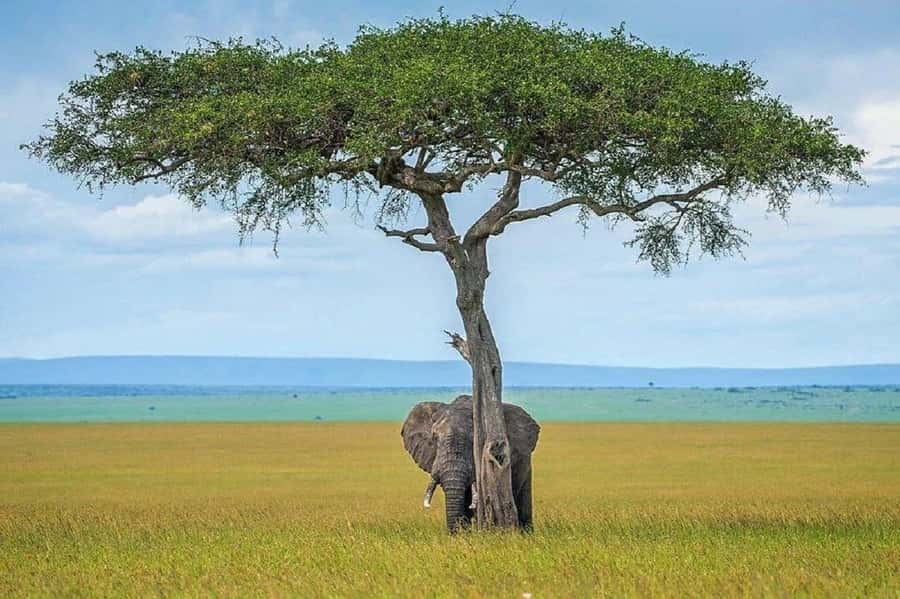 Nairobi:Day trip to Amboseli National park & Maasai village - Elephants, birds, and the Kilimanjaro view