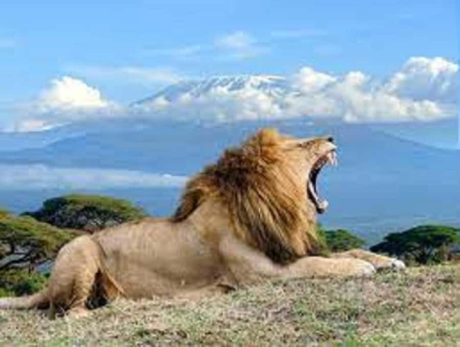 Nairobi:Day trip to Amboseli National park & Maasai village - Lunch, water, and what you actually pay