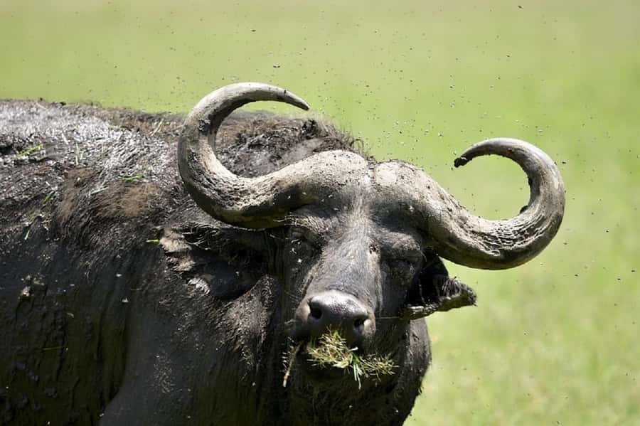 Nairobi:Day trip to Amboseli National park & Maasai village - The return to Nairobi