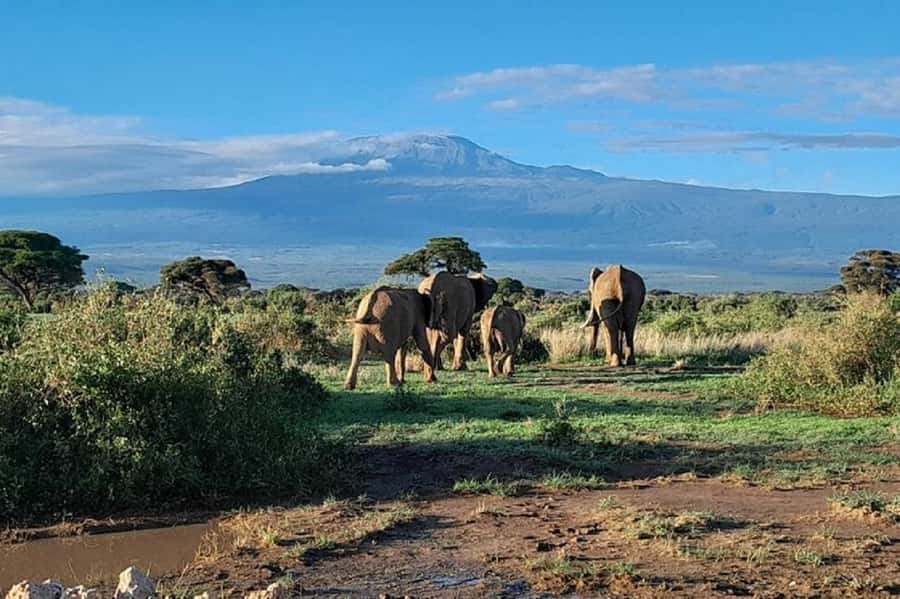 Nairobi:Day trip to Amboseli National park & Maasai village - Who will get the most from this safari?