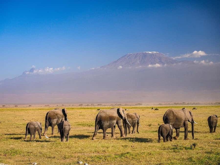 Nairobi: Day Trip to Amboseli National Park - The dawn drive from Nairobi to Amboseli