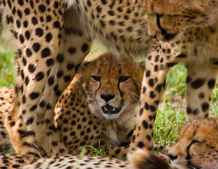 Nairobi: Day Trip to Maasai Mara Reserve & Maasai village - Why this day trip works for a short Nairobi stay
