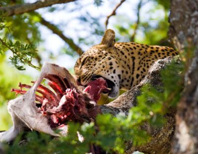 Nairobi: Day Trip to Maasai Mara Reserve & Maasai village