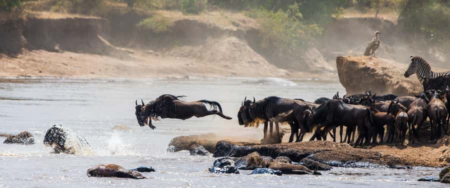 Nairobi: Day Trip to Maasai Mara Reserve & Maasai village - Picnic lunch inside the reserve