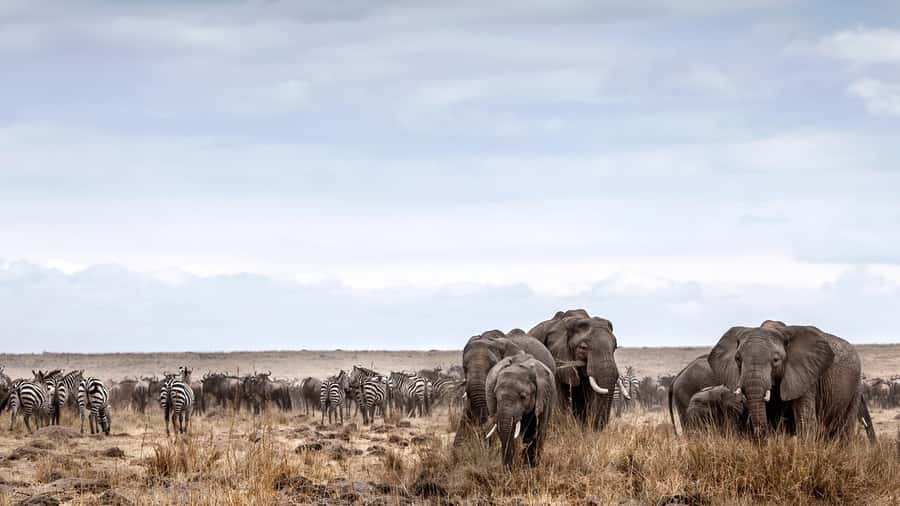 Nairobi: Day Trip to Maasai Mara Reserve & Maasai village - Transport, group size, and vehicle choice