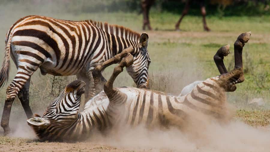 Nairobi: Day Trip to Maasai Mara Reserve & Maasai village - The real cost of the $180 price