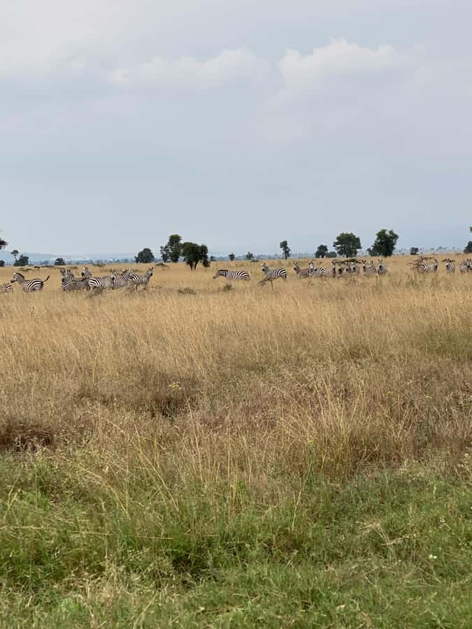Nairobi: E-Bike/Cycling Wildlife Safari with Transfer & meal - My verdict: should you book it?