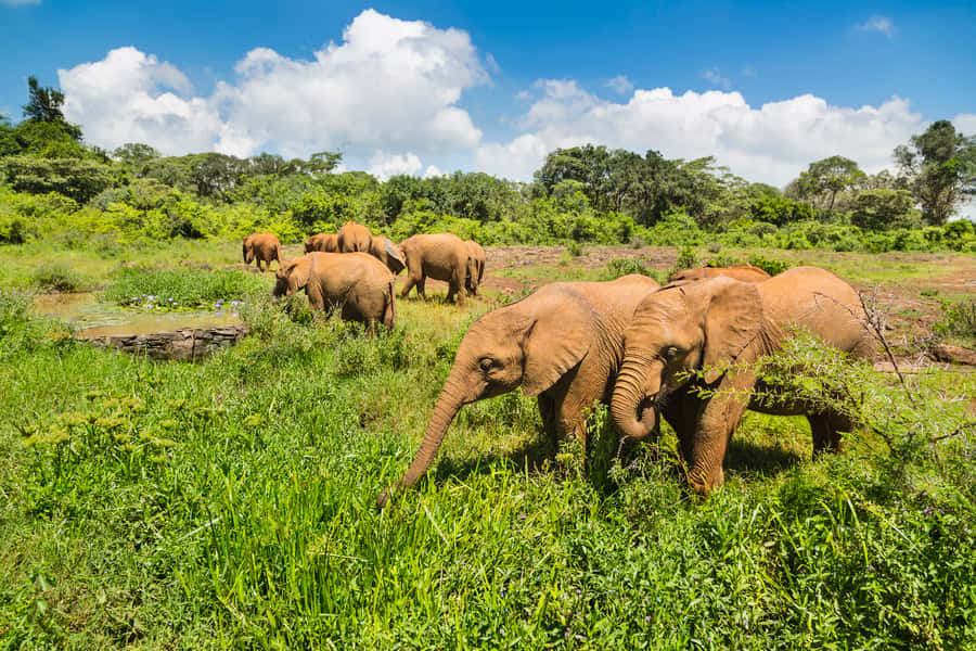 Nairobi: Elephant Orphanage, Beads Factory , giraffe center - Three Nairobi highlights in one short outing