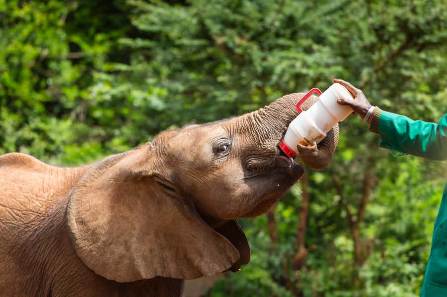 Nairobi: Elephant Orphanage, Beads Factory , giraffe center - Feeding giraffes at the Giraffe Centre