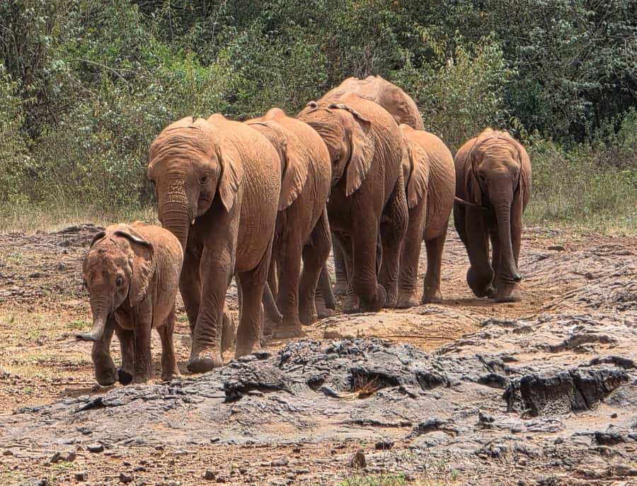 Nairobi: Elephant Orphanage Trust and Giraffe Center Tour - A seven-hour Nairobi day built around conservation