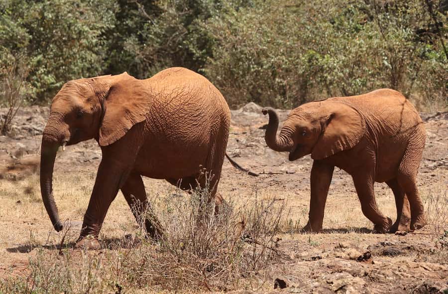 Nairobi: Elephant Orphanage Trust and Giraffe Center Tour - What the private vehicle adds
