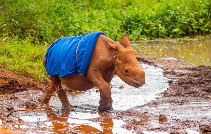 Nairobi: Elephant Orphanage Trust and Giraffe Center Tour - Price, extra fees, and overall value