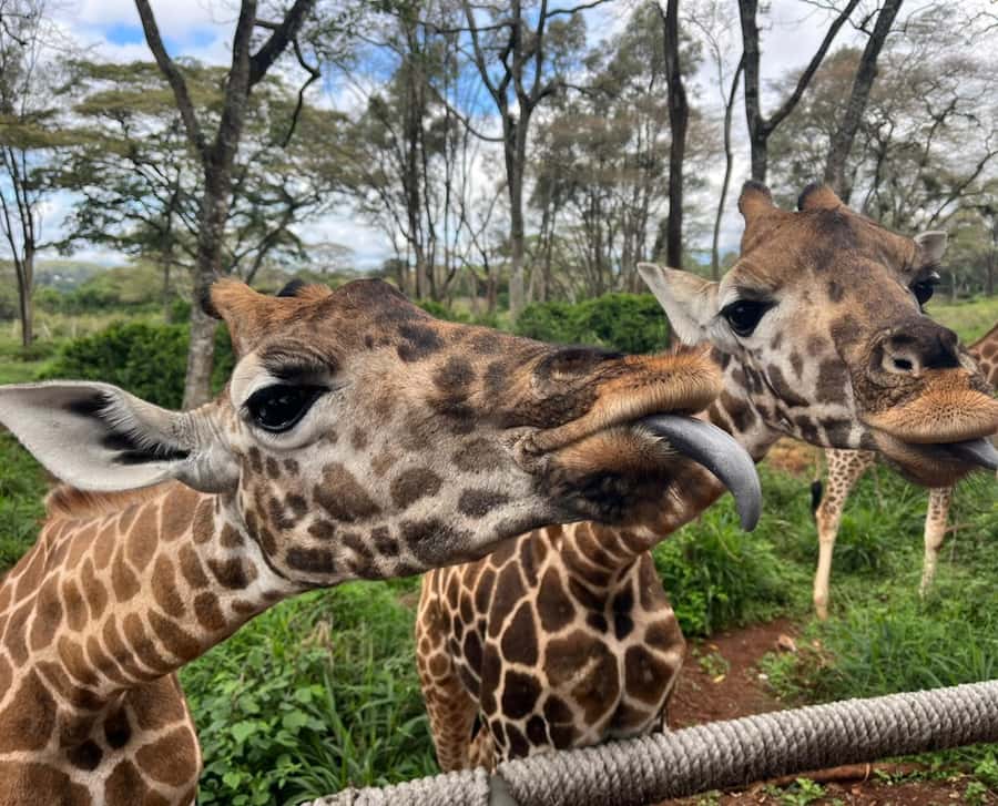 Nairobi: Elephant Orphanage Trust and Giraffe Center Tour - FAQ