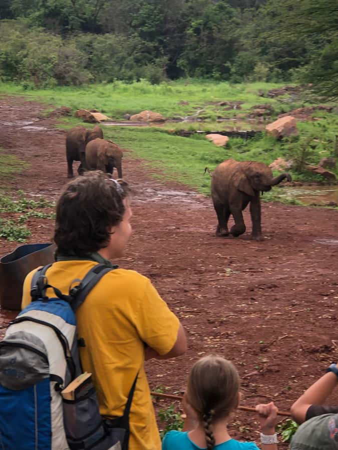 Nairobi: Elephant Sanctuary and Giraffe Center Day Tour - Why this pairing works so well in Nairobi