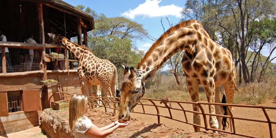 Nairobi: Elephant Sanctuary and Giraffe Center Day Tour - Feeding Rothschild giraffes at the Giraffe Centre