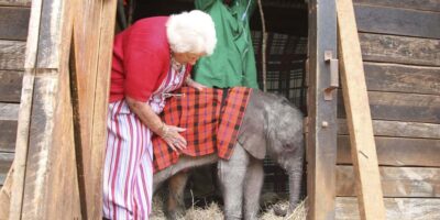 Nairobi: Elephant Sanctuary and Giraffe Center Day Tour