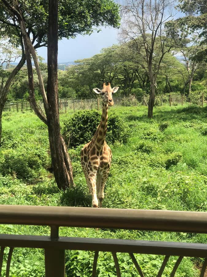 Nairobi: Elephant Sanctuary and Giraffe Center Day Tour - Lunch, craft stops, and optional additions