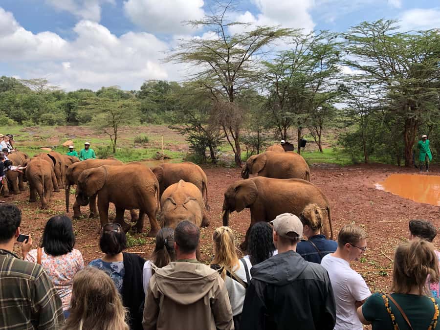 Nairobi: Elephant Sanctuary and Giraffe Center Day Tour - What the guides add to the day