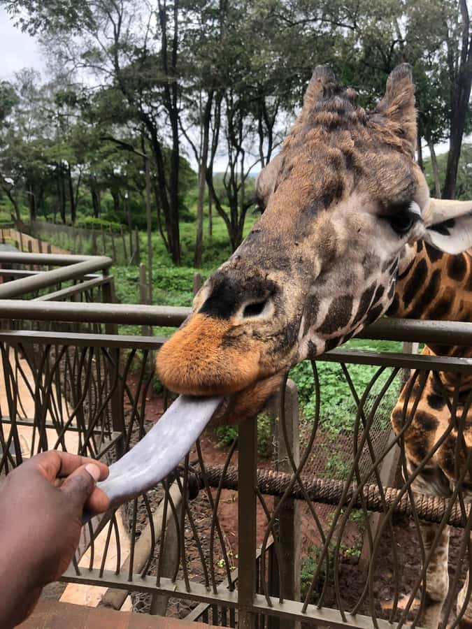 Nairobi: Elephant Sanctuary and Giraffe Center Day Tour - Price, extra fees, and real value