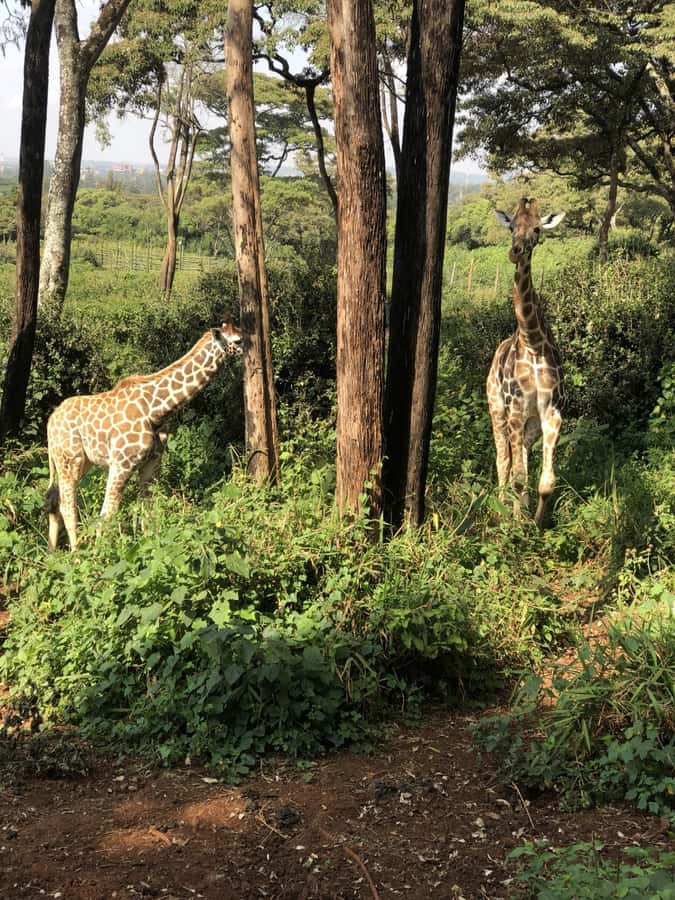 Nairobi: Elephant Sanctuary and Giraffe Center Day Tour - Who should book this Nairobi animal tour?