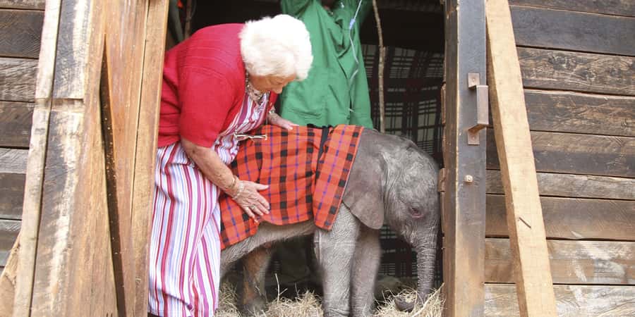 Nairobi: Elephant Sanctuary and Giraffe Center Day Tour - Meeting rescued elephants at David Sheldrick