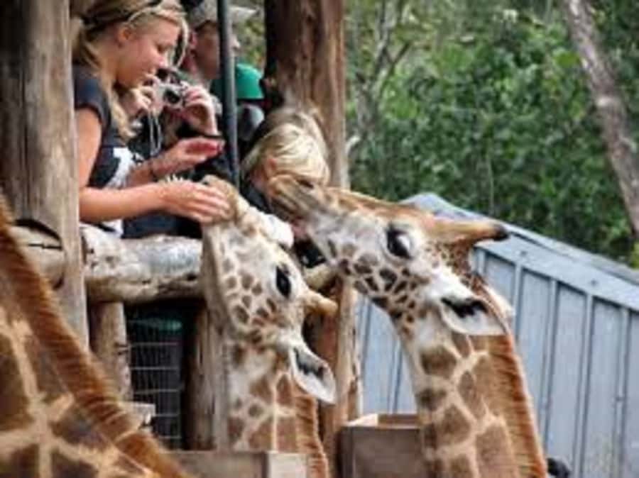 Nairobi: Elephants, Giraffes, Karen Blixen & Bomas Tour - Meeting rescued elephants at the David Sheldrick Wildlife Trust