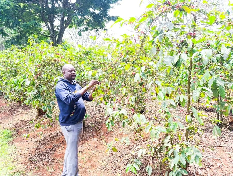 Nairobi: Fairview Coffee Estate Tour with Pickup - The terrace break and local snacks