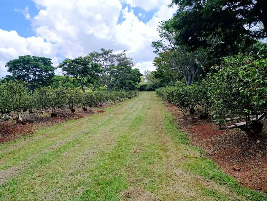 Nairobi: Fairview Coffee Estate Tour with Pickup - What the $38 price really covers