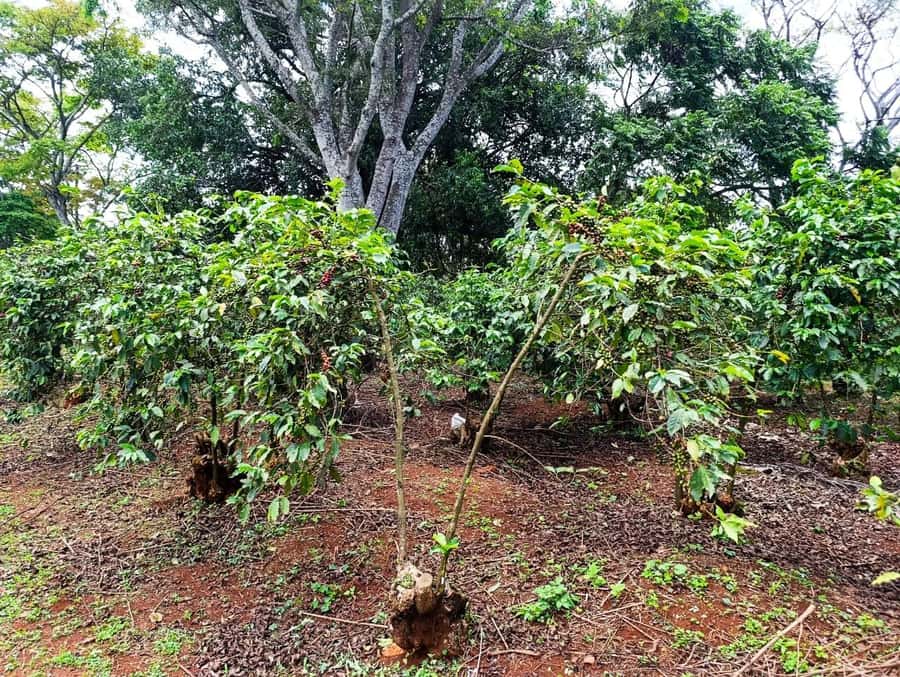 Nairobi: Fairview Coffee Estate Tour with Pickup - Timing, comfort, and accessibility