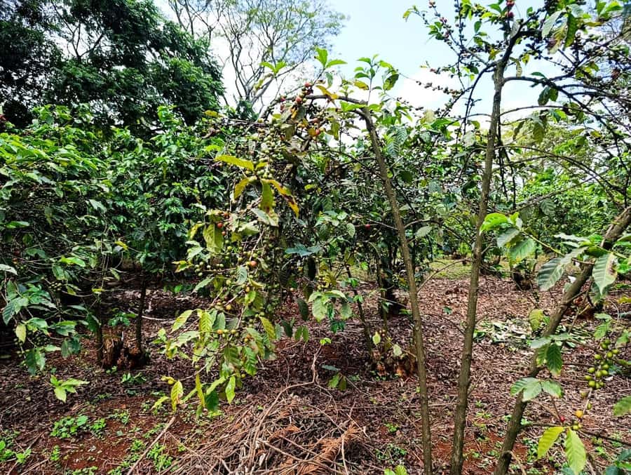 Nairobi: Fairview Coffee Estate Tour with Pickup - Who will enjoy this coffee tour most