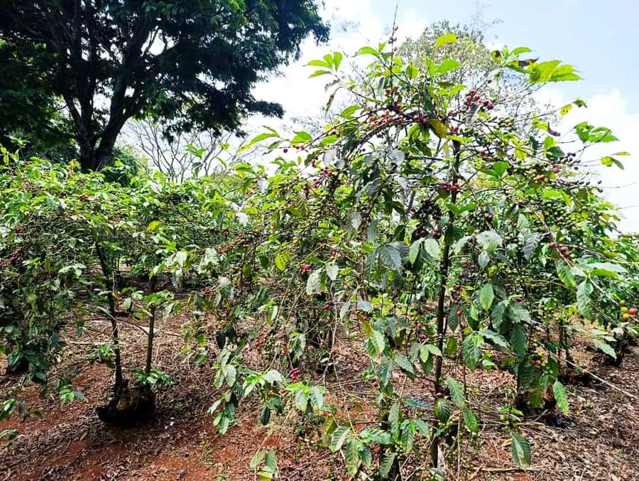 Nairobi: Fairview Coffee Estate Tour with Pickup - Your first cup at Fairview Coffee Estate