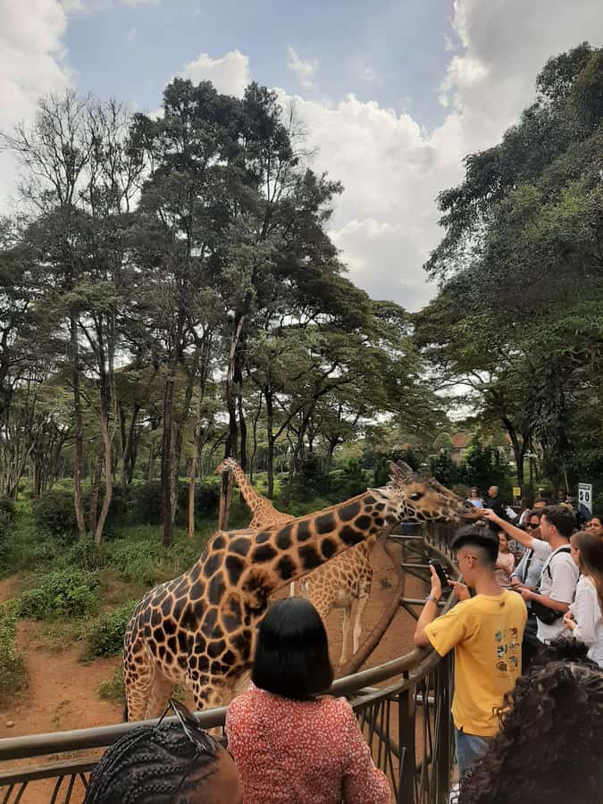 Nairobi: Game drive, elephant Orphanage & giraffe centre. - Practical planning advice